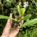 STORCZYK Bulbophyllum sp. - terrarium, paludarium