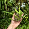 STORCZYK Bulbophyllum sp. - terrarium, paludarium
