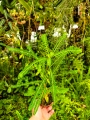 RZADKOŚĆ Phyllanthus urinaria rozmiar L - wiwarium,paludarium,terrarium