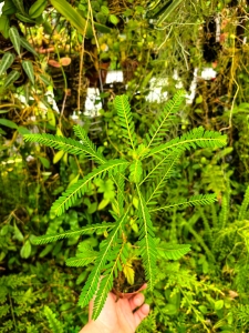 RZADKOŚĆ Phyllanthus urinaria rozmiar L - wiwarium,paludarium,terrarium