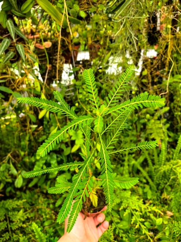 RZADKOŚĆ Phyllanthus urinaria rozmiar L - wiwarium,paludarium,terrarium