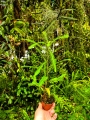 RZADKOŚĆ Phyllanthus urinaria rozmiar L - wiwarium,paludarium,terrarium