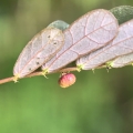RZADKOŚĆ Phyllanthus urinaria rozmiar L - wiwarium,paludarium,terrarium