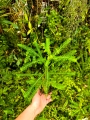 RZADKOŚĆ Phyllanthus urinaria rozmiar L - wiwarium,paludarium,terrarium
