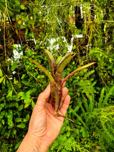 Neoregelia 'Nova'-terrarium, paludarium, parapet