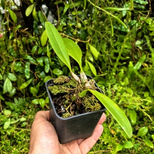 RZADKOŚĆ STORCZYK Bulbophyllum 'Elizabeth Ann Buckleberry'- terrarium, paludarium