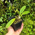 RZADKOŚĆ STORCZYK Bulbophyllum 'Elizabeth Ann Buckleberry'- terrarium, paludarium