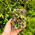 RZADKOŚĆ STORCZYK Bulbophyllum alkmaarense- terrarium, paludarium