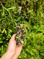 RZADKOŚĆ STORCZYK Bulbophyllum alkmaarense- terrarium, paludarium