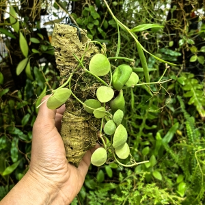 Dischidia pectinoides na podkładce - terrarium, paludarium
