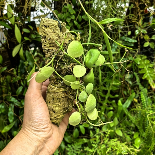 Dischidia pectinoides na podkładce - terrarium, paludarium