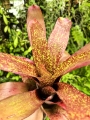 Neoregelia 'Jill'-terrarium, paludarium, parapet