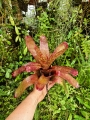 Neoregelia 'Jill'-terrarium, paludarium, parapet