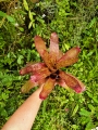 Neoregelia 'Jill'-terrarium, paludarium, parapet