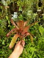Neoregelia 'Jill'-terrarium, paludarium, parapet