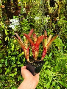 OKAZ KOLEKCJONERSKI Neoregelia 'Sarah Head' -terrarium, paludarium, parapet