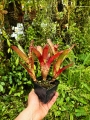 OKAZ KOLEKCJONERSKI Neoregelia 'Sarah Head' -terrarium, paludarium, parapet
