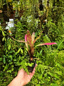 Neoregelia chlorosticta- terrarium, parapet