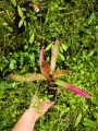 Neoregelia chlorosticta- terrarium, parapet