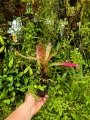Neoregelia chlorosticta- terrarium, parapet
