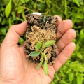 RZADKOŚĆ Miniaturowy STORCZYK Bulbophyllum leion (Trias mollis)- terrarium, paludarium