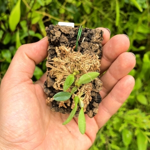 RZADKOŚĆ Miniaturowy STORCZYK Bulbophyllum leion (Trias mollis)- terrarium, paludarium