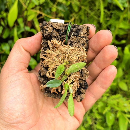 RZADKOŚĆ Miniaturowy STORCZYK Bulbophyllum leion (Trias mollis)- terrarium, paludarium
