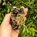 RZADKOŚĆ Miniaturowy STORCZYK Bulbophyllum leion (Trias mollis)- terrarium, paludarium