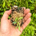 RZADKOŚĆ Miniaturowy STORCZYK Bulbophyllum leion (Trias mollis)- terrarium, paludarium
