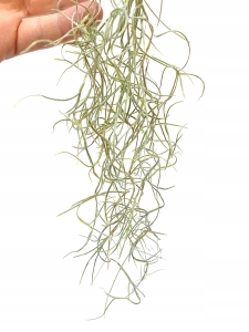 Tillandsia usneoides 20 cm - drobne liście - Peru