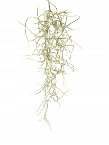 Tillandsia usneoides 20 cm-grube liście- Gwatemala