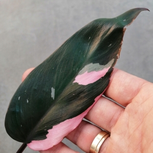 Philodendron erubescens 'Pink Princess'