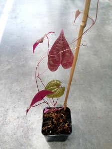 RZADKOŚĆ! Dioscorea discolor