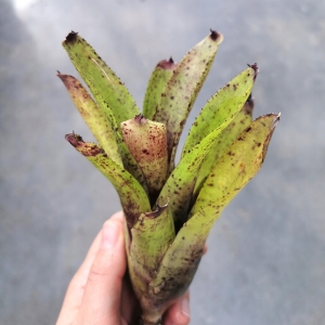 Neoregelia 'Chubby x Java Plum' - wiwarium