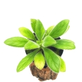 Chirita hybrid1 d.jpg