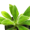 Chirita hybrid1 f.jpg