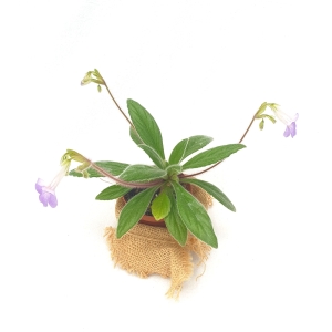 Chirita hybr. - wiwarium, paludarium