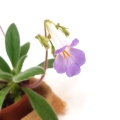 Chirita-hybrid1l.jpg
