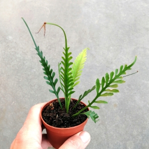 RZADKOŚĆ Asplenium 'Kenzoi' - wiwarium