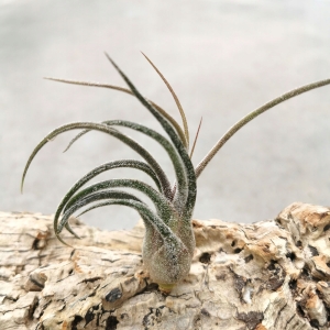 NOWOŚĆ! Tillandsia pruinosa