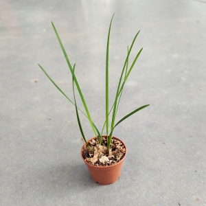 RZADKOŚĆ STORCZYK Dendrochilum luzonica